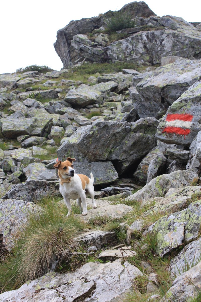 Auf vier Pfoten durch Österreichs Wanderdörfer Österreichs Wanderdörfer