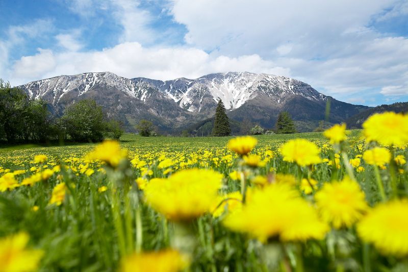 Löwenzahn am Schneeberg, © Wiener Alpen, Franz Zwickl