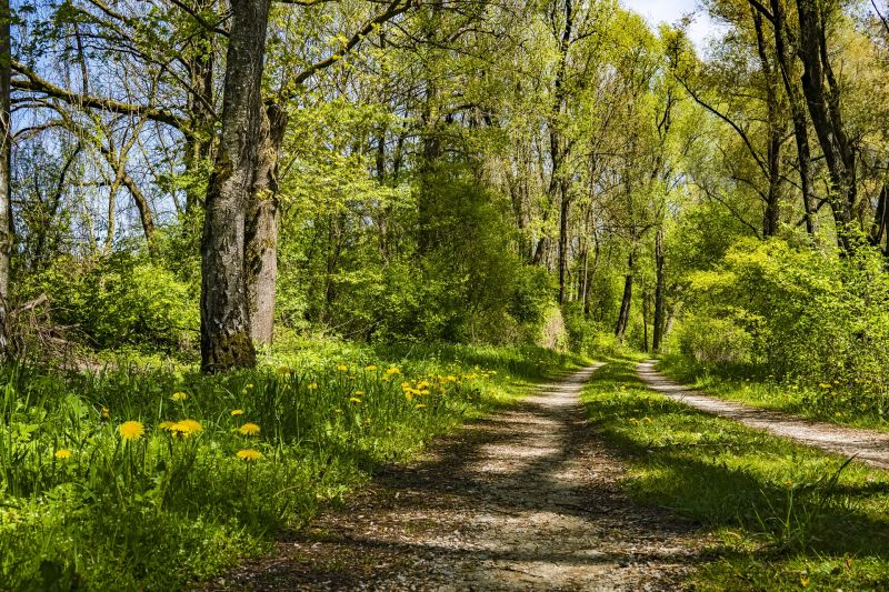 Waldweg - Waldbaden, pixabay