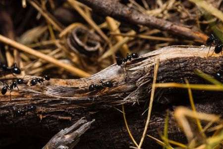 Ameisen im Wald, Pexels