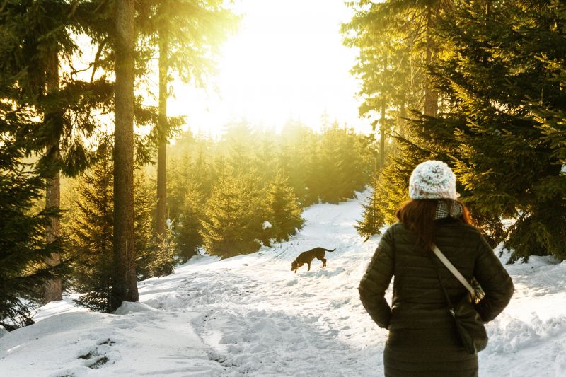 Hund im Wald_Schnee, Pexels