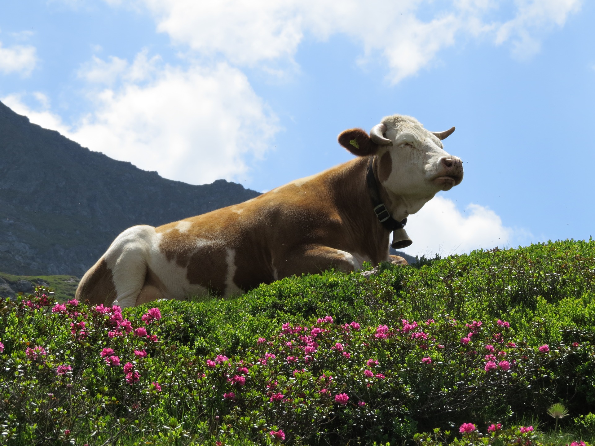 Альпийские коровы