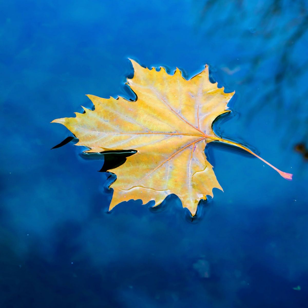 Blatt treibt als Floß auf dem Wasser