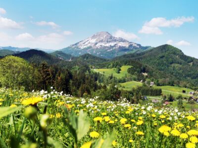 Blütenmeer Annaberg, © Annaberg-Lungötz