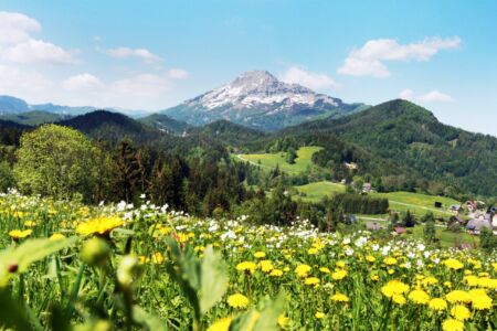 Blütenmeer Annaberg, © Annaberg-Lungötz